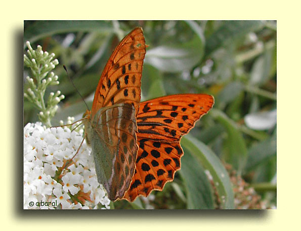 Argynnis paphia, le Tabac d'Espagne