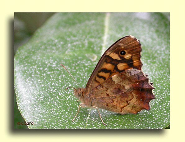 Pararge aegeria, le Tircis