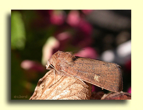  Xestia xanthographa, la Trimaculée