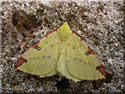 Opisthograptis luteolata