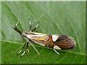 Alabonia geoffrella