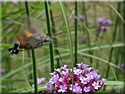 Macroglossum stellatarum