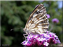 Melanargia galathea