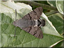 Macroglossum stellatarum