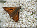 Ochlodes venatus