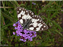 Melanargia galathea