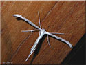 Pterophorus monodactylus