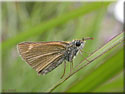 Thymelicus acteon