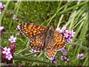 Melitaea phoebe