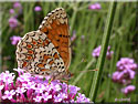 Melitaea phoebe