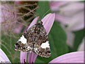 Tyta luctuosa
