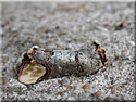 Phalera bucephala