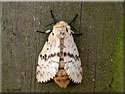 Lymantria dispar