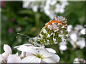 Anthocharis cardamines