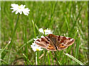 Euclidia glyphica