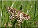 Semiothisa clathrata