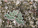 Colostygia pectinataria