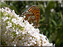 Melitaea cinxia