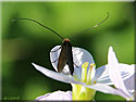 Microlépidoptère Cauchas rufimitrella