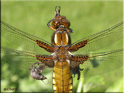 Les ailes de Libellula depressa