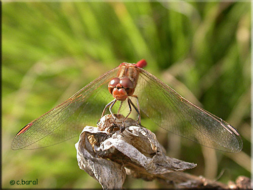 Sympetrum meridionale mâle