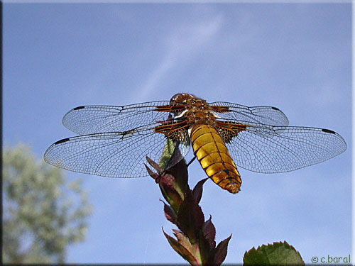 Libellula depressa, Libellule déprimée