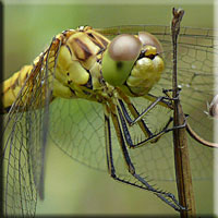 Sympetrum meridionale, thorax