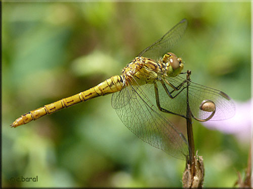 Femelle Sympetrum meridionale