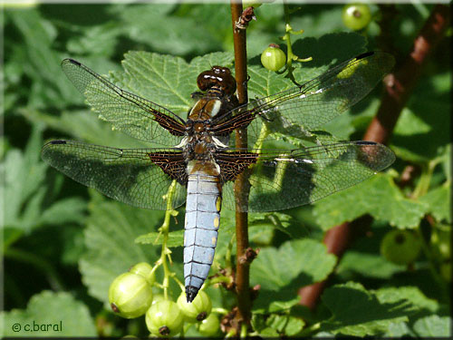 Libellula depressa mâle