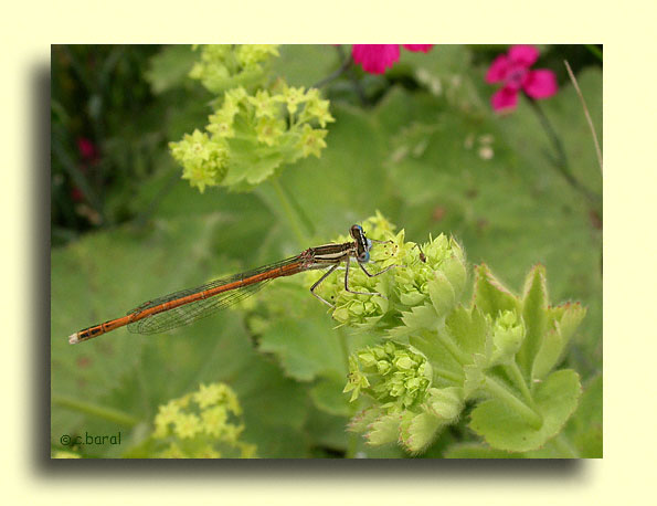 Platycnemis acutipennis, Agrion orangé