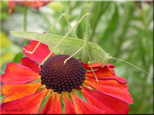 Phaneroptera nana, Phanéroptère méridional Phaneroptera nana, Phanéroptère méridional