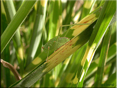 Phaneroptera nana mâle immature Phaneroptera nana mâle immature