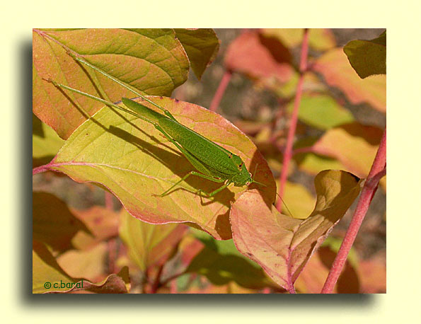 Phaneroptera nana, Phanéroptère méridional