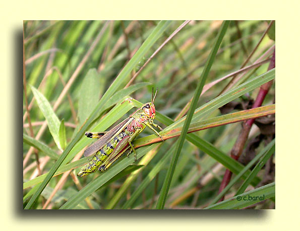Stethophyma grossum, Criquet ensanglanté