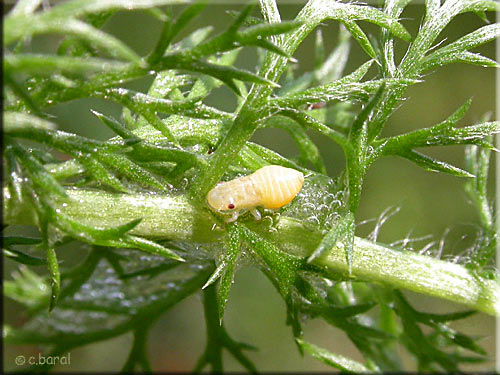 Larve de Cicadelle écumeuse