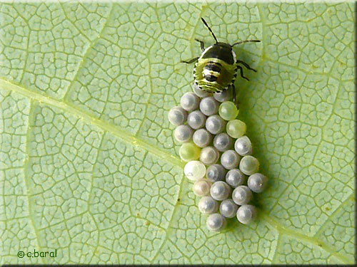 Oeufs de Punaise parasités