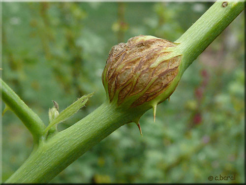 Cécidomyie des galles du framboisier Cécidomyie des galles du framboisier