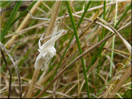 Exuvie de Criquet Exuvie de Criquet