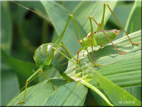 Couple de Leptophyes punctatissima Couple de Leptophyes punctatissima