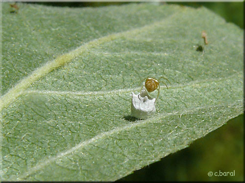 Femelle Paidiscura pallens protégeant son cocon Paidiscura pallens protégeant son cocon