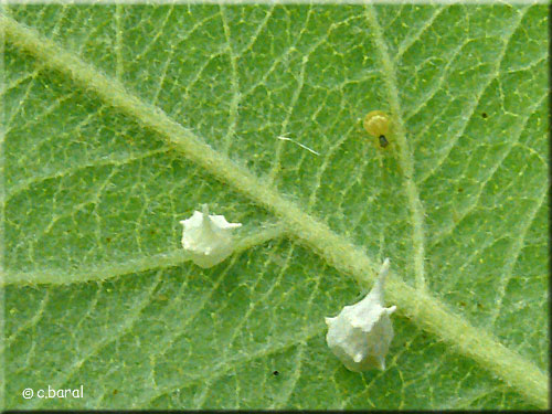 Femelle Paidiscura pallens et ses cocons Paidiscura pallens et ses cocons