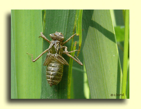 Exuvie de Cordulia aenea, 
  Cordulie bronzée