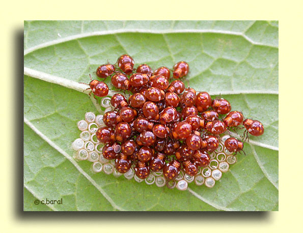 Eclosion des oeufs de Nezara viridula