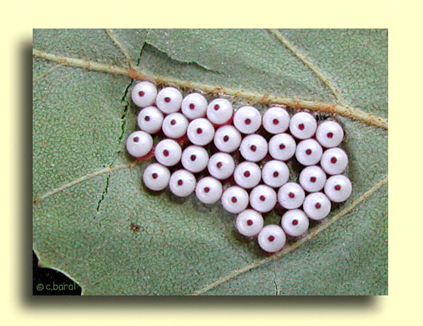 Œufs de papillon, Phalera bucephala ?