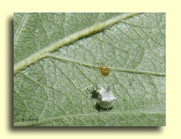 Paidiscura (Theridion) pallens et son cocon