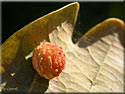 Galle de Cynips du chêne, Cynips quercusfolii