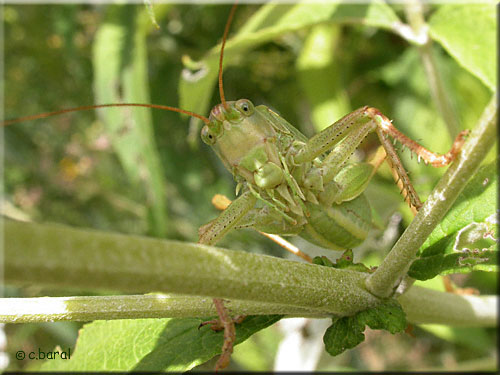 Tettigonia viridissima, appareil buccal et palpes