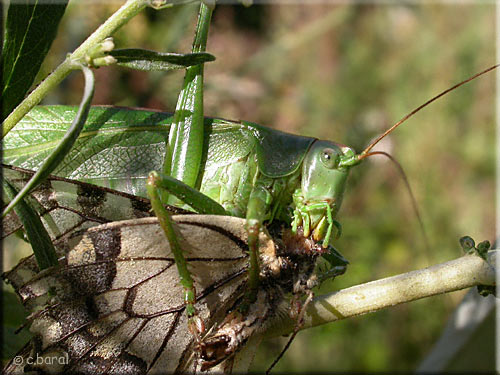 Tettigonia viridissima, Grande Sauterelle verte dévorant un Machaon