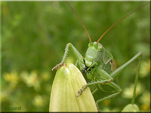 Grande Sauterelle verte, Tettigonia viridissima