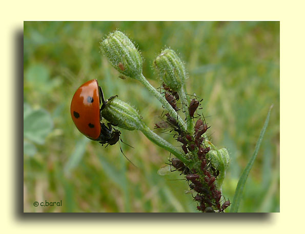 Coccinelle dévorant un puceron